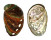 HALIOTIDAE HALIOTIS DISCUS HANNAI shell