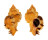 MURICIDAE CHICOREUS LACINIATUS shell