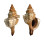 FASCIOLARIIDAE FASCIOLARIA TRAPEZIUM shell