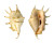 STROMBIDAE LAMBIS LAMBIS shell