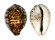 CYPRAEIDAE CYPRAEA TIGRIS shell