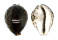 CYPRAEIDAE CYPRAEA TIGRIS shell