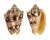 VOLUTIDAE CYMBIOLA CHRYSOSTOMA shell