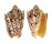 VOLUTIDAE CYMBIOLA CHRYSOSTOMA shell