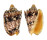 VOLUTIDAE CYMBIOLA CHRYSOSTOMA shell