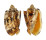 VOLUTIDAE CYMBIOLA CHRYSOSTOMA shell