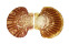 PECTINIDAE ANNACHLAMYS STRIATULA shell