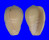 MARGINELLIDAE CRYOTOSPIRA VENTRICOSA shell