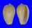 MARGINELLIDAE CRYOTOSPIRA VENTRICOSA shell