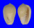 MARGINELLIDAE CRYOTOSPIRA VENTRICOSA shell