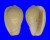 MARGINELLIDAE CRYOTOSPIRA VENTRICOSA shell