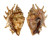 STROMBIDAE LAMBIS MILLEPEDA shell