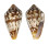 CONIDAE CONUS GUINAICUS shell