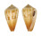 CONIDAE FLORACONUS BRIANHAYESI shell