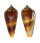 CONIDAE CONUS TMETUS shell
