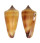 CONIDAE CONUS FURVUS NEOBUXEUS shell