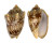 VOLUTIDAE CYMBIOLA VESPERTILIO shell