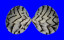 VENERIDAE LIOCONCHA CASTRENSIS shell