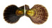 PECTINIDAE CHLAMYS SQUAMOSA shell