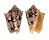 VOLUTIDAE CYMBIOLA CHRYSOSTOMA shell