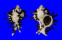 MURICIDAE CHICOREUS CICHOREUM shell