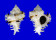 MURICIDAE CHICOREUS CICHOREUM shell