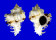 MURICIDAE CHICOREUS CICHOREUM shell