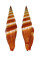 MITRIDAE VEXILLUM COCCINEA shell