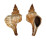 FASCIOLARIIDAE FASCIOLARIA TRAPEZIUM shell