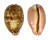 CYPRAEIDAE LEPOCYPRAEA MAPPA shell
