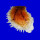 SPONDYLIDAE SPONDYLUS VARIANS shell