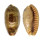 CYPRAEIDAE ERRONEA CAURICA CAURICA shell