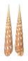 TEREBRIDAE TEREBRA GUTTATA shell
