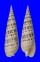 TEREBRIDAE TEREBRA MACULATA shell