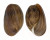 BULLIDAE BULLA QUOYII shell