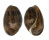 BULLIDAE BULLA QUOYII shell
