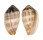 MITRIDAE PTERYGIA DACTYLUS shell