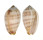 MITRIDAE PTERYGIA DACTYLUS shell