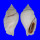 STROMBIDAE STROMBUS GIBBERULUS GIBBOSUS shell