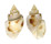 CANCELLARIIDAE CANCELLARIA SPIRATA shell