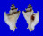 MURICIDAE PTERYNOTUS AKATION shell