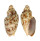 VOLUTIDAE CYMBIOLA VESPERTILIO shell