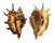 STROMBIDAE LAMBIS LAMBIS shell