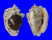 STROMBIDAE STROMBUS LENTIGINOSUS shell