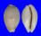 CYPRAEIDAE CYPRAEA VITELLUS shell