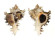 MURICIDAE CHICOREUS RAMOSUS shell