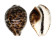 CYPRAEIDAE CYPRAEA TIGRIS shell