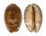 CYPRAEIDAE MAURITIA ARABICA shell