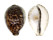 CYPRAEIDAE CYPRAEA TIGRIS shell