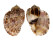 HARPIDAE HARPA CABRITI shell